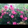 jun_e